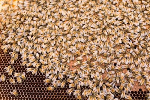 Gros plan d'un cadre de ruche d'abeille. De nombreuses abeilles sont présentes sur ce dernier, on peut d'ailleurs observer la reine.